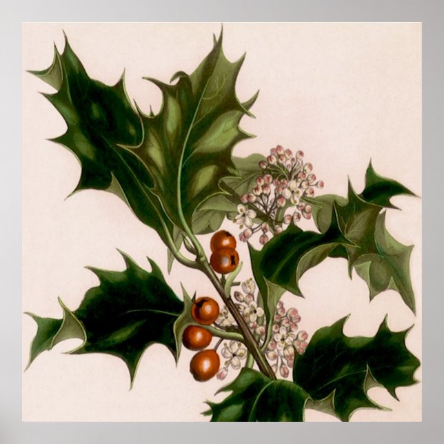 Póster Holly berries (Frente)
