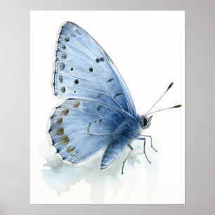 Póster Holly Blue Butterfly Art Print Poster