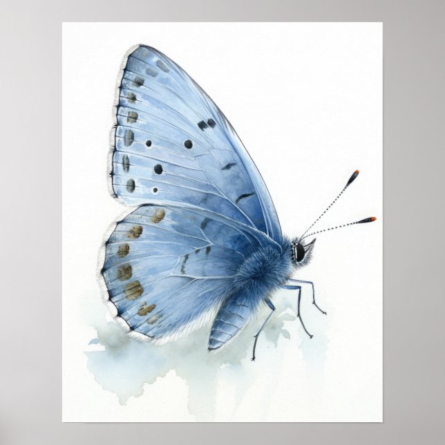 Póster Holly Blue Butterfly Art Print Poster (Frente)