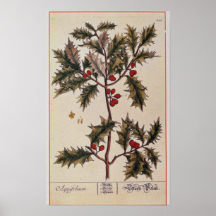 Póster Holly de "A Curious Herbal", 1782