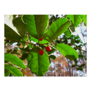 Póster Holly Leaves II Naturaleza de las vacaciones Botán