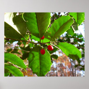 Póster Holly Leaves II Naturaleza de las vacaciones Botán