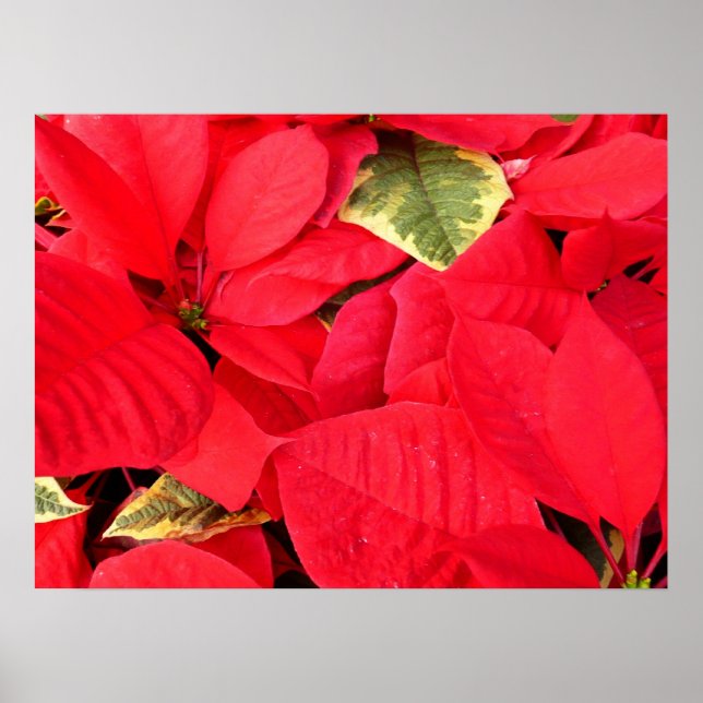 Póster Holly Point Poinsettias Holiday Floral (Frente)