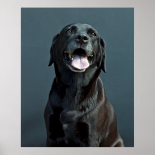 Póster Holly the black Labrador