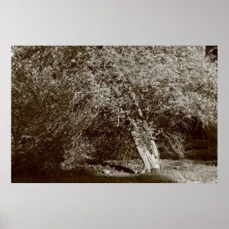 Póster Holly Tree - Sepia