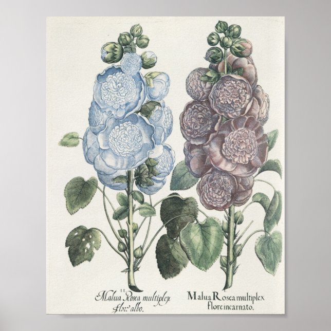 Póster Hollyhocks (Frente)