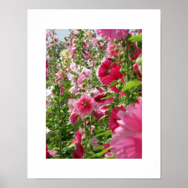 Póster Hollyhocks rosa: Poster japonés (Frente)