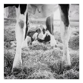 Póster Holstein Calf