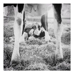 Póster Holstein Calf