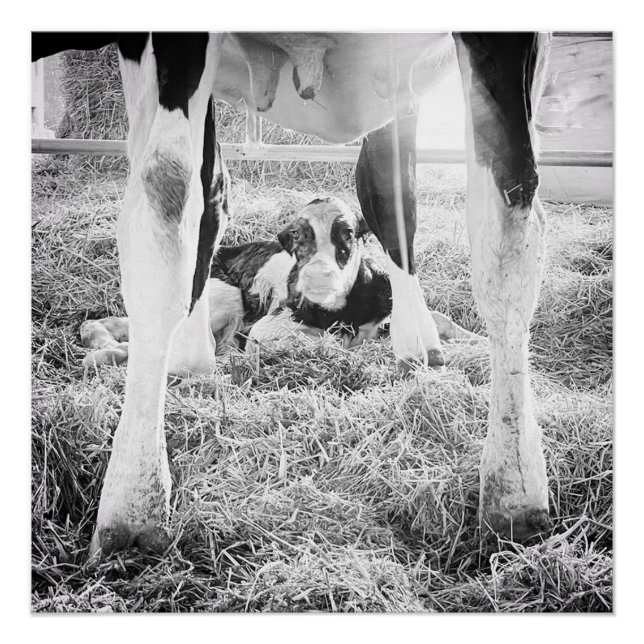 Póster Holstein Calf (Anverso)