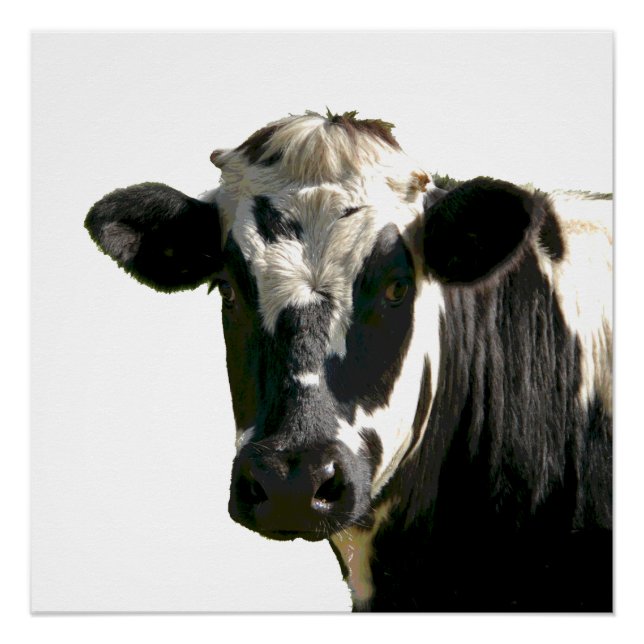 Póster Holstein Cow Farm Animal Dairy Black & White (Anverso)