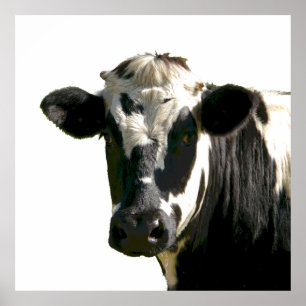 Póster Holstein Cow Farm Animal Dairy Black & White