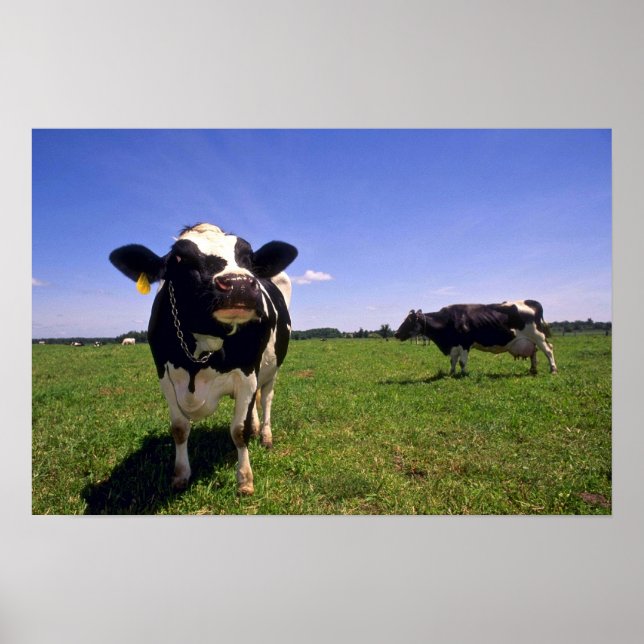 Póster Holstein Dairy Cattle (Frente)
