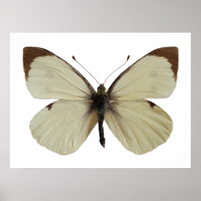 Póster Hombre aislado Gran mariposa blanca (Frente)