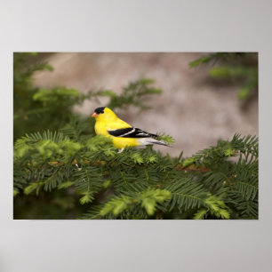 Póster Hombre americano de Goldfinch en un árbol