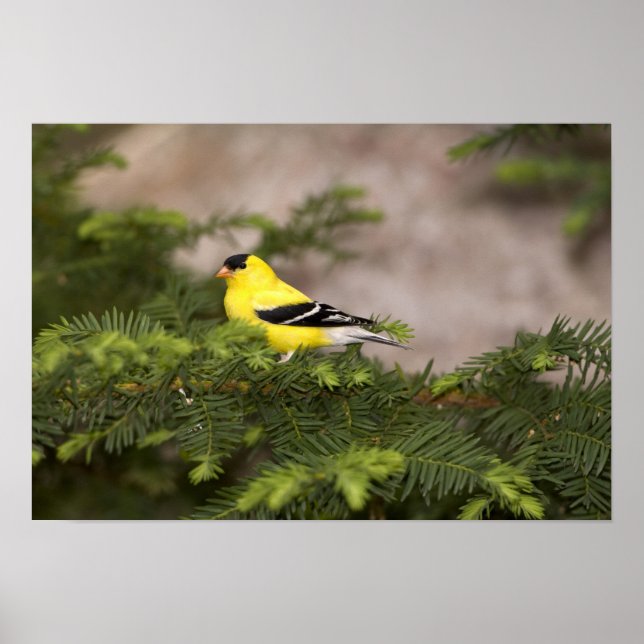 Póster Hombre americano de Goldfinch en un árbol (Frente)