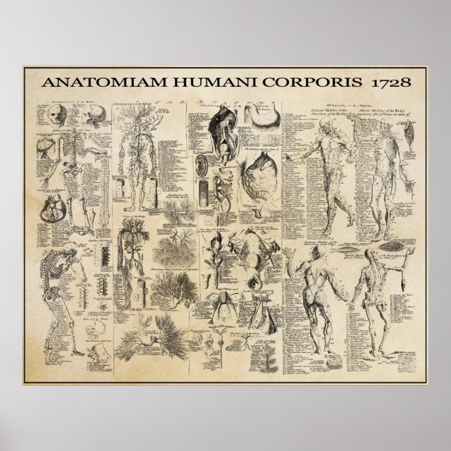 PÓSTER HOMBRE ANATÓMICO 1728 (Frente)