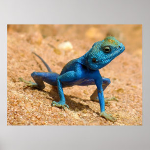 Póster Hombre azul Agama Sinaita Lizard en la arena