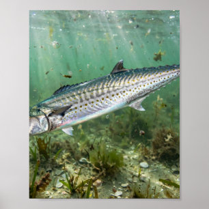 Póster Hombre de Florida King Mackerel Kingfish Pesca Cos