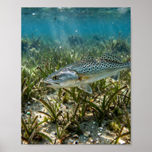 Póster Hombre de Florida lubina manchada de Florida llanu