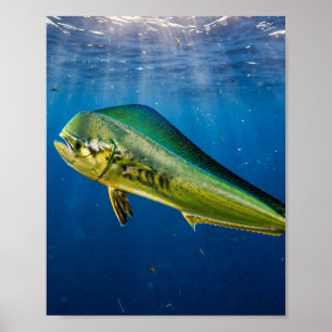 Póster Hombre de Florida Mahi Mahi Pesca en Alta Mar Azul
