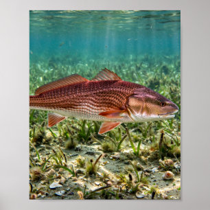Póster Hombre de Florida Redfish Tambor Rojo Llanuras de