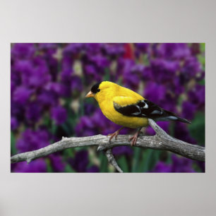 Póster Hombre, Goldfinch estadounidense en otoño,