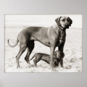 Póster homeland security