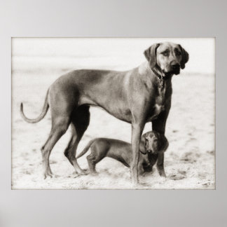 Póster homeland security