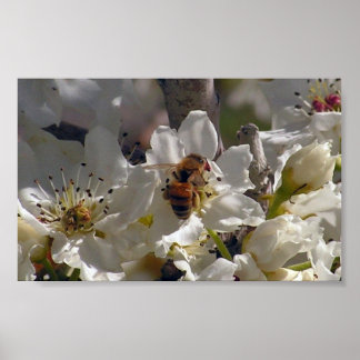 Póster Honeybee