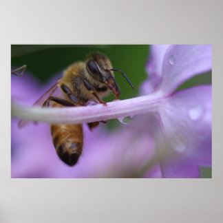Póster Honeybee Poster