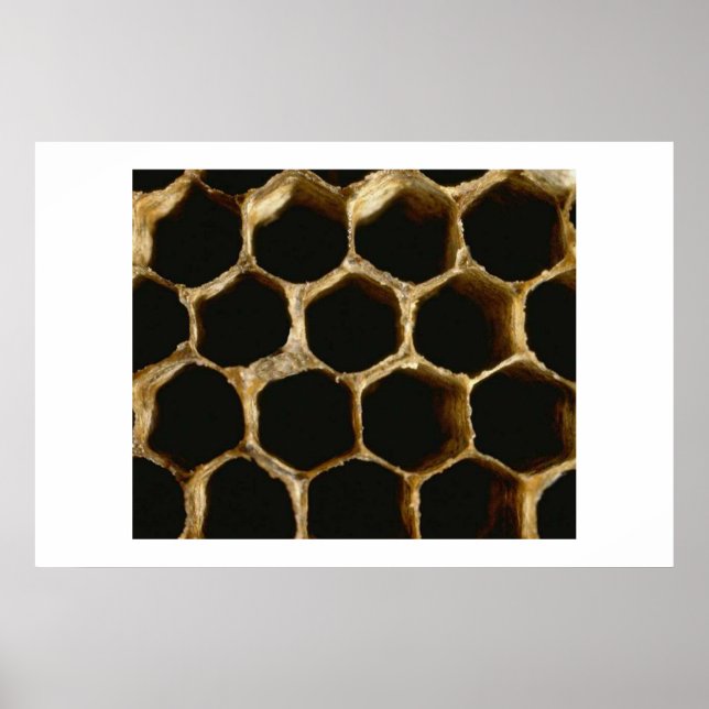 Póster Honeycomb (Frente)
