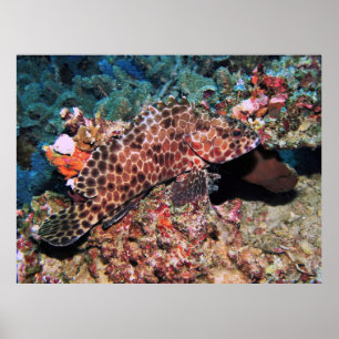 Póster Honeycomb Grouper