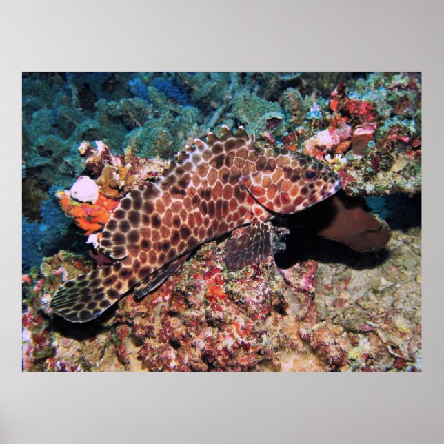 Póster Honeycomb Grouper (Frente)