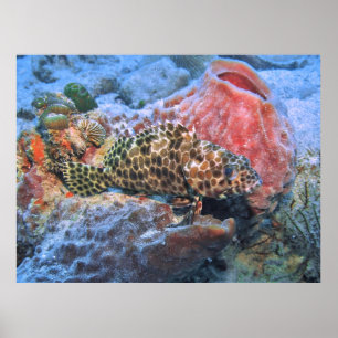Póster Honeycomb Grouper