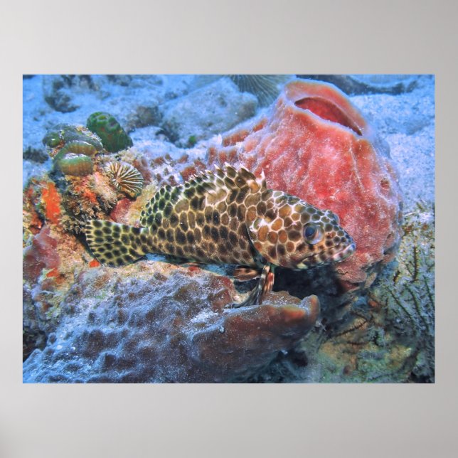 Póster Honeycomb Grouper (Frente)