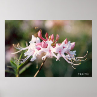 Póster Honeysuckle Azalea Wildflower