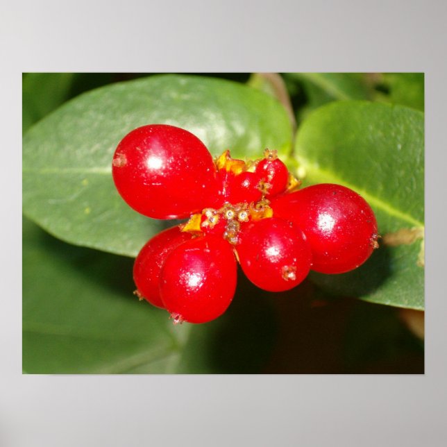 Póster Honeysuckle Berries (Frente)