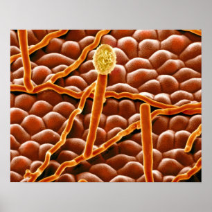 Póster Hongo del moho polvoriento en Poinsettia