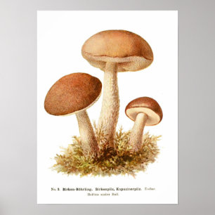 Póster Hongos