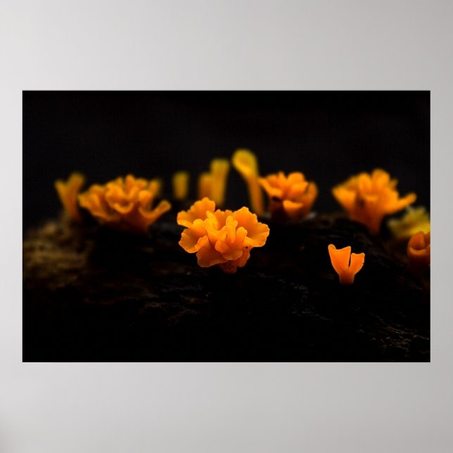 Póster Hongos (Frente)