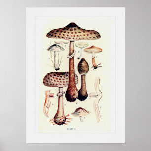 Póster Hongos