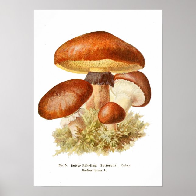 Póster Hongos (Frente)