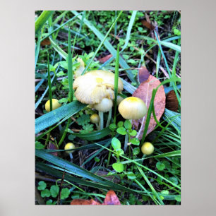 Póster Hongos Amarillos Cutos, Oregón