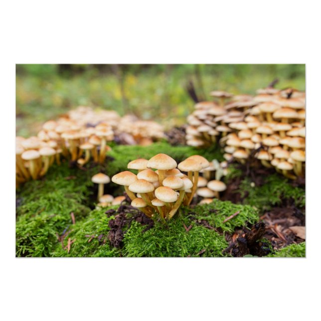 Póster Hongos amarillos en el bosque otoñal. (Anverso)