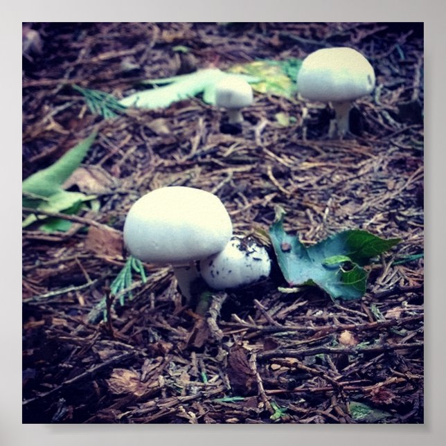 Póster Hongos blancos cúrcuitos (Frente)