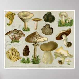Póster Hongos comestibles - Hongos y taburetes