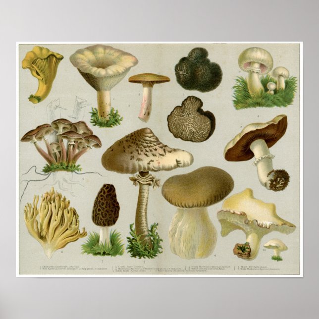 Póster Hongos comestibles - Hongos y taburetes (Frente)