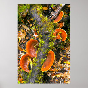 Póster Hongos creciendo en ramas, el Knysna-Amatole