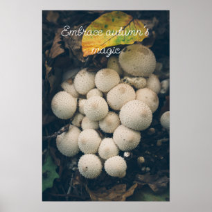 Póster Hongos de bolas blancas entre las hojas de otoño